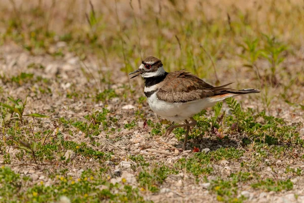 Killdeer Charadrius Vociferus Very Hot Weather Female Does Sit Stands — Stock Photo, Image