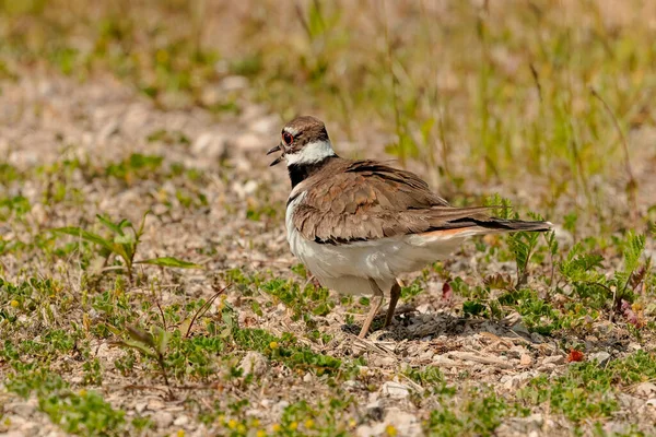 stock image  The killdeer (Charadrius vociferus), in very hot weather, the female does not sit, but stands over the eggs and creates a shadow for them