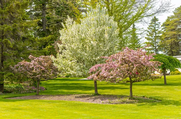 Botanik Bahçesinde Çiçek Açan Bahar Ağaçları — Stok fotoğraf