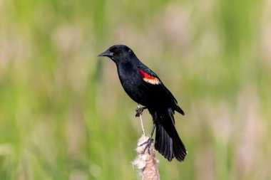 Kırmızı - kanatlı karakuş (Agelaius phoeniceus)