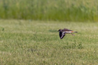 Ölüm geyiği (Charadrius vociferus) uçuşta. Geyik, geceleri bile seslenen bir ses türüdür. Çağrıları arasında 