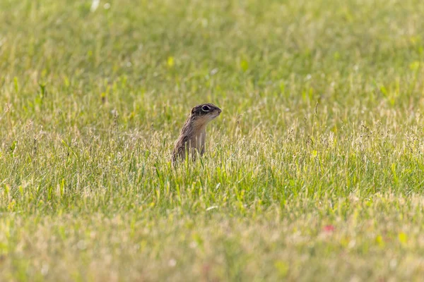 stock image Thirteen-Lined Ground Squirrel - (Spermophilus tridecemlineatus ) on the Meadow