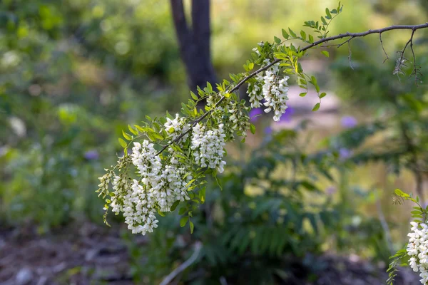 White acacia flower (Robinia pseudoacaciaa) Tree or shrub with yellow or white flowers and is frequently thorny.