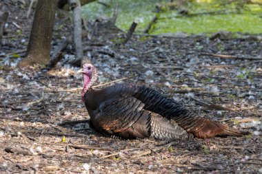 Wisconsin 'deki eyalet parkında yabani hindi (Meleagris dörtnala)