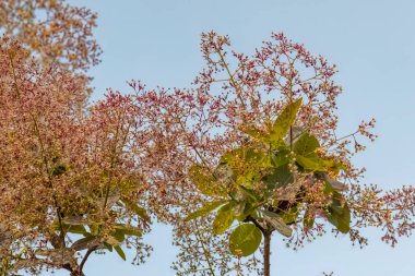 Genç bayan - füme çalısı (Cotinus coggygria) Rhus cotinus, Avrupa grevleri, Avrasya dumanı, duman ağacı, dumanlı çalı, Venedik sumatı, veya boyacı sumatı