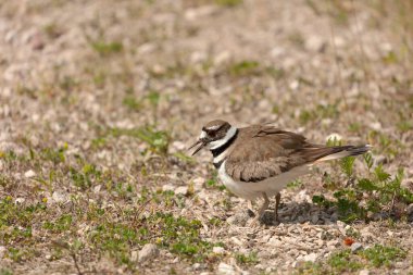  Ölüm geyiği (Charadrius vociferus), çok sıcak havalarda, dişi oturmaz, yumurtaların üzerinde durur ve onlar için bir gölge yaratır.