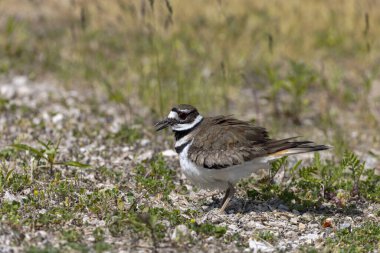  Ölüm geyiği (Charadrius vociferus), çok sıcak havalarda, dişi oturmaz, yumurtaların üzerinde durur ve onlar için bir gölge yaratır.