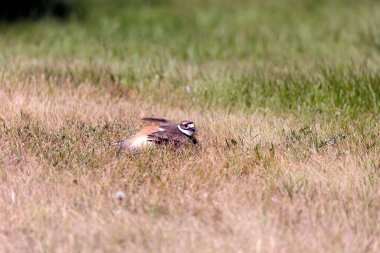 Öldürücü geyik (Charadrius vociferus), Amerika kıtasında bulunan büyük bir pulluktur. Yuvanın yakınında yaralanma taklidi yapan bir kuş.