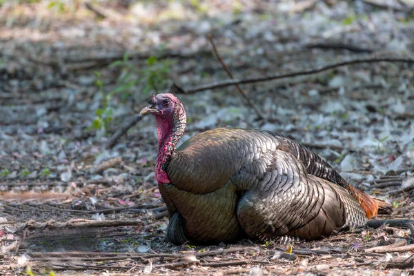The wild turkey (Meleagris gallopavo) in the state park in Wisconsin