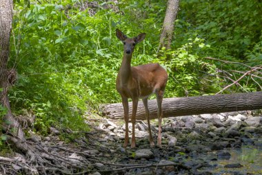 Beyaz kuyruklu geyik dereden su içmeye gelir.