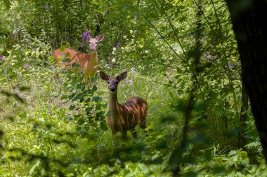 Ormanın gölgesinde iki beyaz kuyruklu geyik. İki beyaz kuyruklu geyik boynuz uzatmaya başladı. Kadife boynuzlar