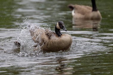 Gölde yıkanan Kanada kazları