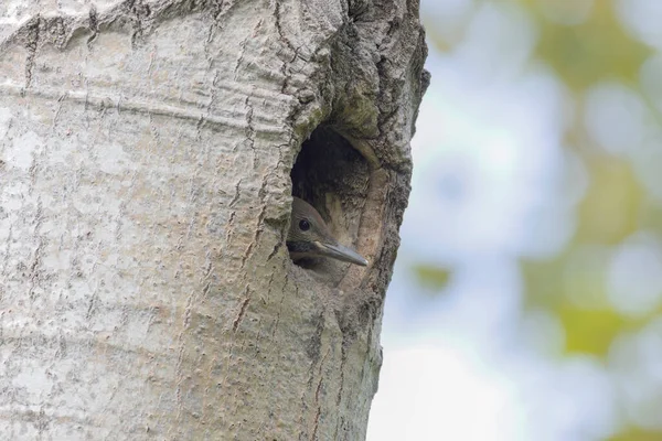 Young Northern Flicker Watches Surroundings Nest Cavity — Stock Photo, Image