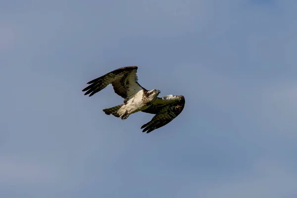 Osprey Pandion Haliaetus Vuelo Águila Pescadora Águila Río — Foto de Stock