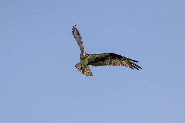 Uçan Osprey (Pandion haliaetus). Balık Kartalı olarak bilinen Osprey, Nehir Kartalı