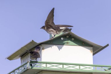 Mor Martin (Progne subis), kuş yuvalarını işgal eder. Wisconsin 'den doğal manzara.