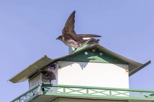 Fioletowy Martin Progne Subis Ptaki Zajmują Gniazda Naturalna Scena Wisconsin — Zdjęcie stockowe