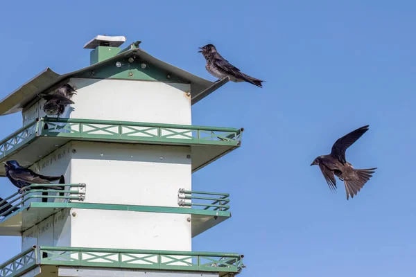 Purple Martin Progne Subis Birds Occupy Nest Boxes Natural Scene — Stock Photo, Image