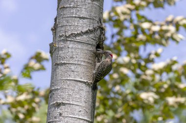 Kuzey titremesi (Copaptes auratus) - yuva boşluğunda genç besleniyor