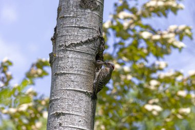 Kuzey titremesi (Copaptes auratus) - yuva boşluğunda genç besleniyor