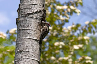 Kuzey titremesi (Copaptes auratus) - yuva boşluğunda genç besleniyor