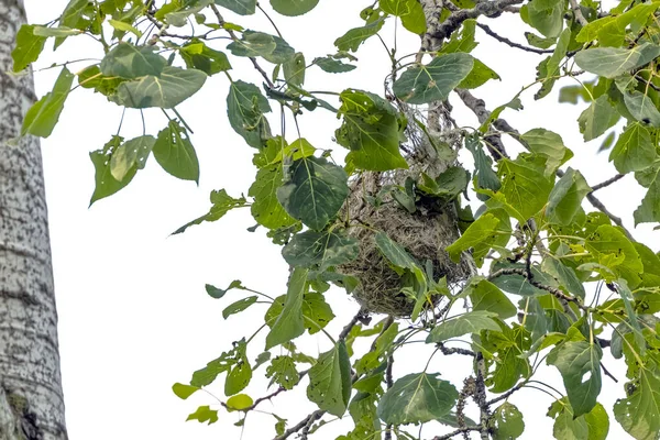 巴尔的摩的鸟巢 在树枝上 — 图库照片