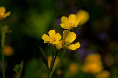 Ranunculus bulbosus, yaygın olarak soğan çiçeği ya da St. Anthony 's şalgam olarak bilinir.