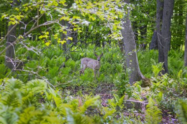 Kış kürkünü yaz kürküne değişmeyen yaralı, beyaz kuyruklu bir geyik.