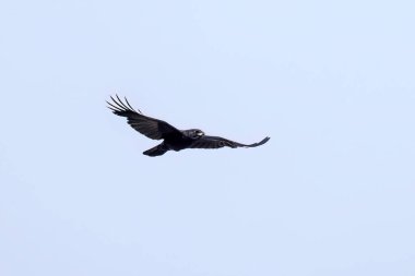 Amerikan kargası (Corvus brachyrhynchos) uçuyor. Yetişkin bir kuş gagasında yavrular için yiyecek taşır.