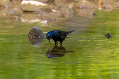 Sık boğaz (Quiscalus quiscula) bir deredeki sığ suda yavrular için yiyecek arar.