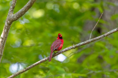 Kuzey Kardinali (Cardinalis cardinalis). Baharda erkek kuş kur yaparken bir dalda oturuyor.