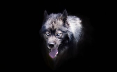 The Keeshond daha önce Hollanda Mavnası Köpeği olarak biliniyordu.