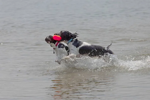 English springer spaniel during training on the water of lake Michigan.