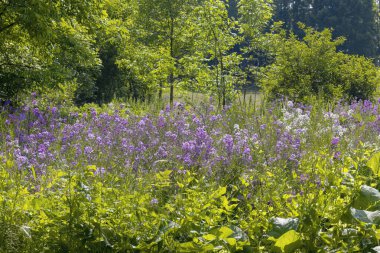 Dame 'ın roketi (Hesperis matronalis) damask-moret, dames-wort, dame' s gilliflower, gece kokulu karnabahar, kraliçenin karnabaharı, haydudun karnabalığı, yaz leylağı olarak bilir.