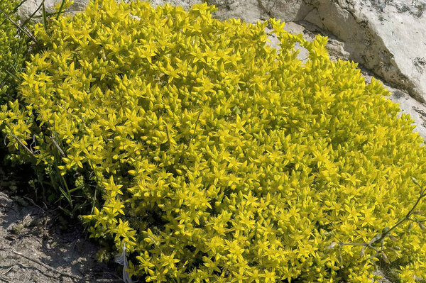 Goldmoss Stonecrop (Sedum acre) known as  Goldmoss Sedum, or Golden Carpet Stonecrop. Native to Europe, naturalised in North America, Japan, and New Zealand.