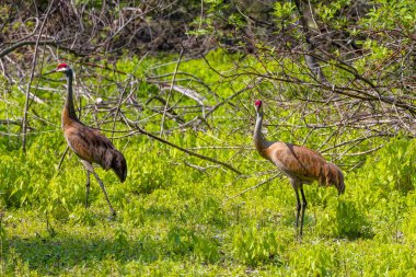 Wisconsin Eyalet Parkı 'ndaki kum tepesi turnaları. Bu kuş Kuzey Amerika 'ya özgü iki turna türünden biridir.