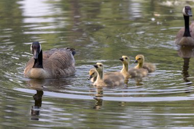 Kanada kazları (Branta canadensis) ile Gosling 