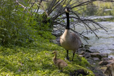 Kanada kazları (Branta canadensis) ile Gosling 