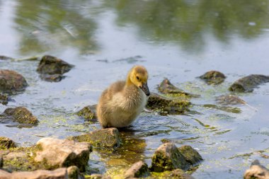 Kanada kazı - kaz (Branta canadensis) gölün kıyısında içiyor