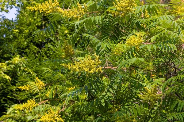 Staghorn Sumac Rhus Typhina Вид Квіткових Рослин Північній Америці — стокове фото