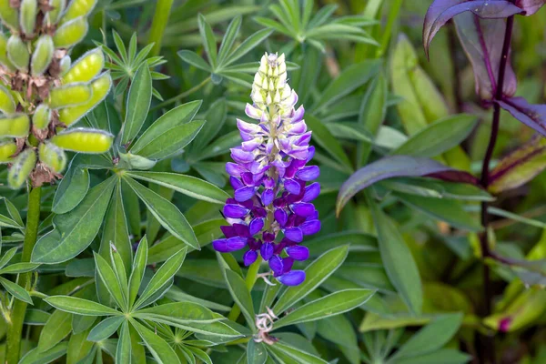 Lupin Lupin Lupinus Perennis Plantes Ornementales Mais Sont Envahissantes Certaines — Photo