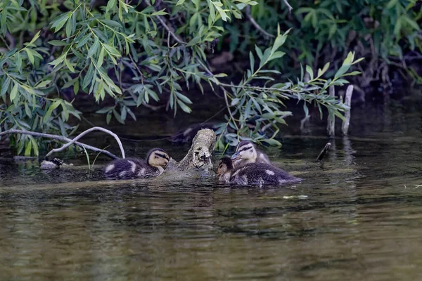 Mallart Vahşi Ördek Ördek Yavruları Derede Yiyecek Arıyorlar — Stok fotoğraf