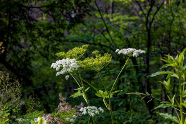 Amerikan havucu (İngilizce: American Cow yaban havucu maksimum Heracleum) şeytan kerevizi, Hint kerevizi, Hint ravent veya itme olarak da bilinir. Kuzey Amerika 'ya özgü..