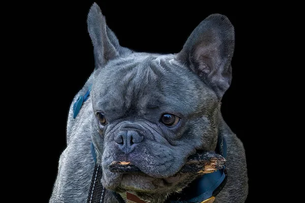 Blue Male French Bulldog Blå Franska Bulldoggar Liten Ras Blue — Stockfoto