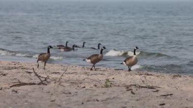 Kanada kazı. Genç Kanada kazı (Branta canadensis) Michigan Gölü kıyısında yürüyor