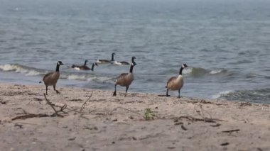 Kanada kazı. Genç Kanada kazı (Branta canadensis) Michigan Gölü kıyısında yürüyor