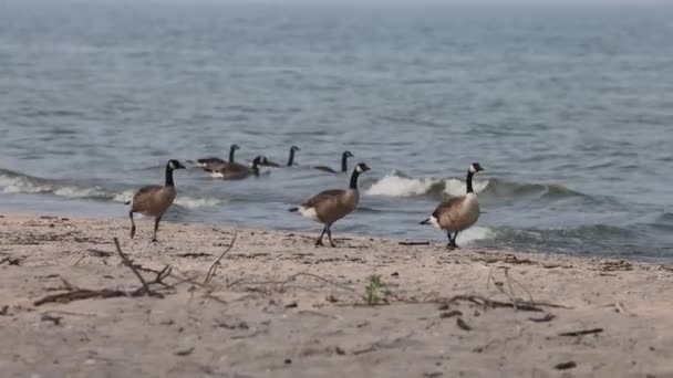 Kanada Kazı Genç Kanada Kazı Branta Canadensis Michigan Gölü Kıyısında — Stok video