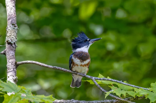 Belted Kingfisher Megaceryle Alcyon Migration Bird Native North America Kingfisher — 스톡 사진