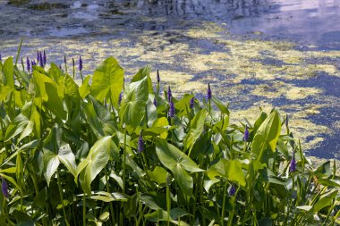 Pickerelweed, Pickerel Rush Water sümbülü (Pontederia kordata). Toptancı otu ya da toplayıcı otu, yerli amerivan çiçekleri.