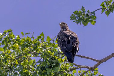 Genç kel kartal (Haliaeetus leucocephalus) Amerikan yerlisi hayvan ve sembolü 